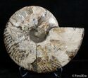 Inch Split Ammonite (Half) #2648-1